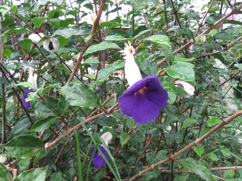 Image of bush clockvine