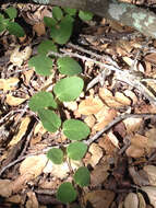 Image of common snowberry