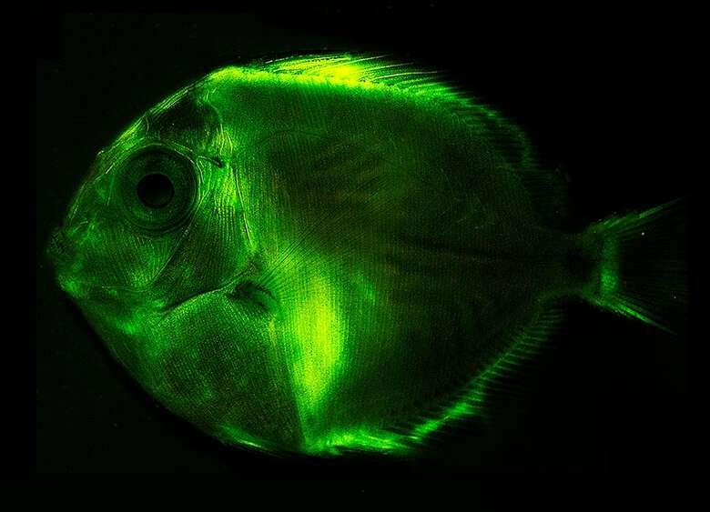 藍刺尾魚的图像