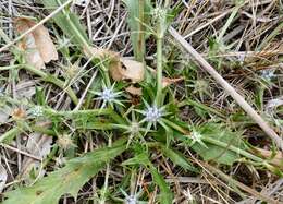 Eryngium vesiculosum Labill. resmi