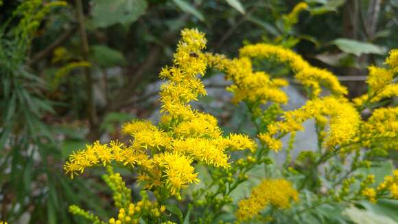 Image of Canada goldenrod