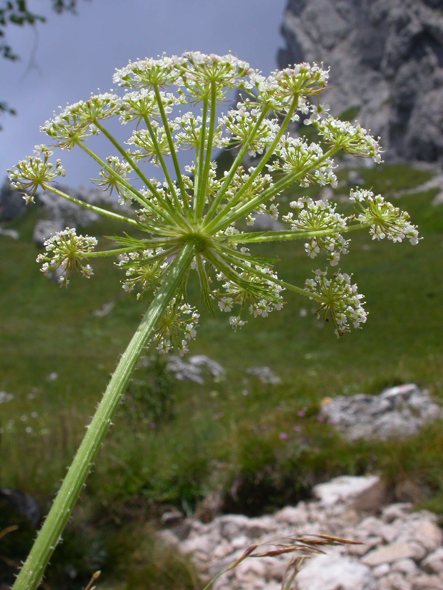 Imagem de Laserpitium nitidum Zanted.