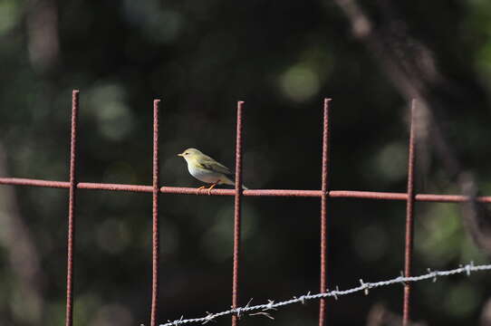 Image of Willow Warbler