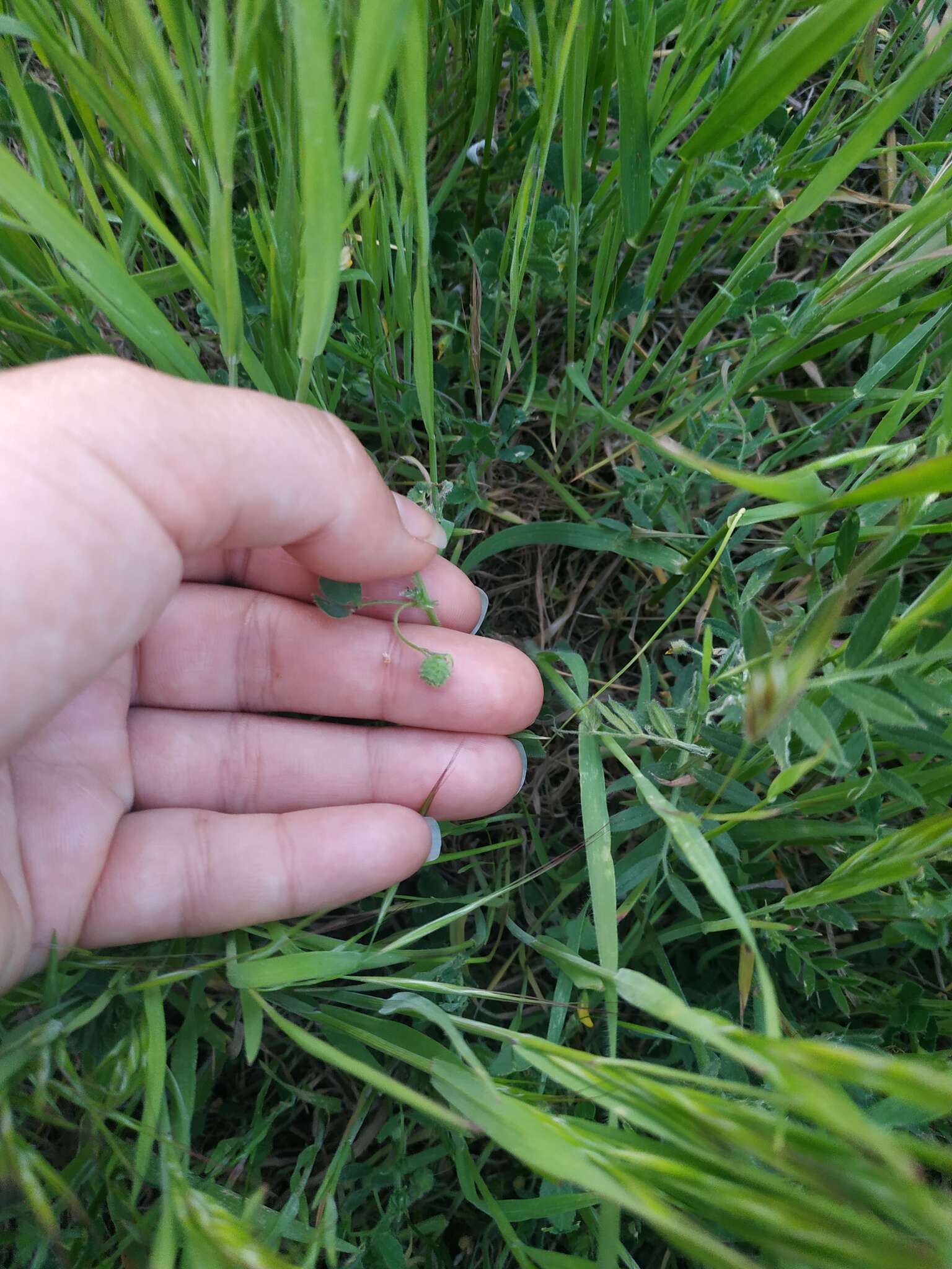 Image of subterranean vetch