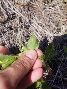 Imagem de Ruellia caroliniensis var. heteromorpha (Fern.) R. W. Long