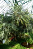 Image of pygmy date palm