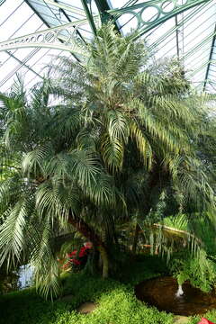 Image of pygmy date palm