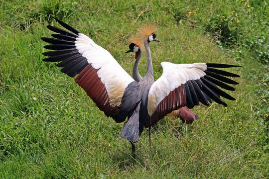 Image of Grey Crowned Crane