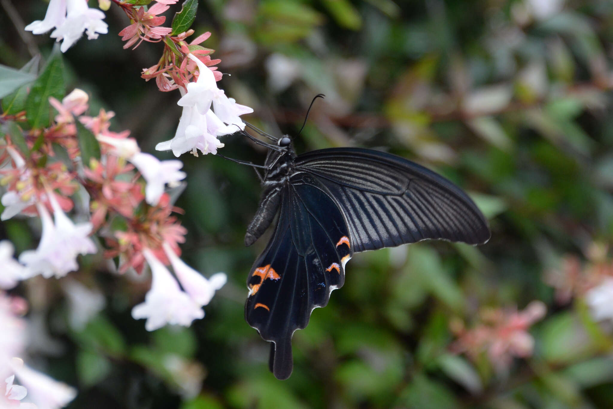 Sivun Papilio demetrius Stoll (1782) kuva