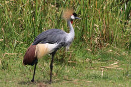 Image of Grey Crowned Crane