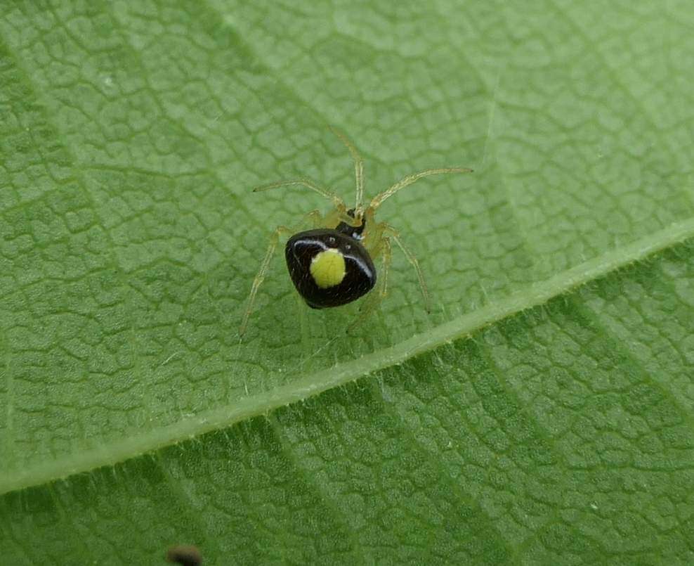 Image of Theridula emertoni Levi 1954