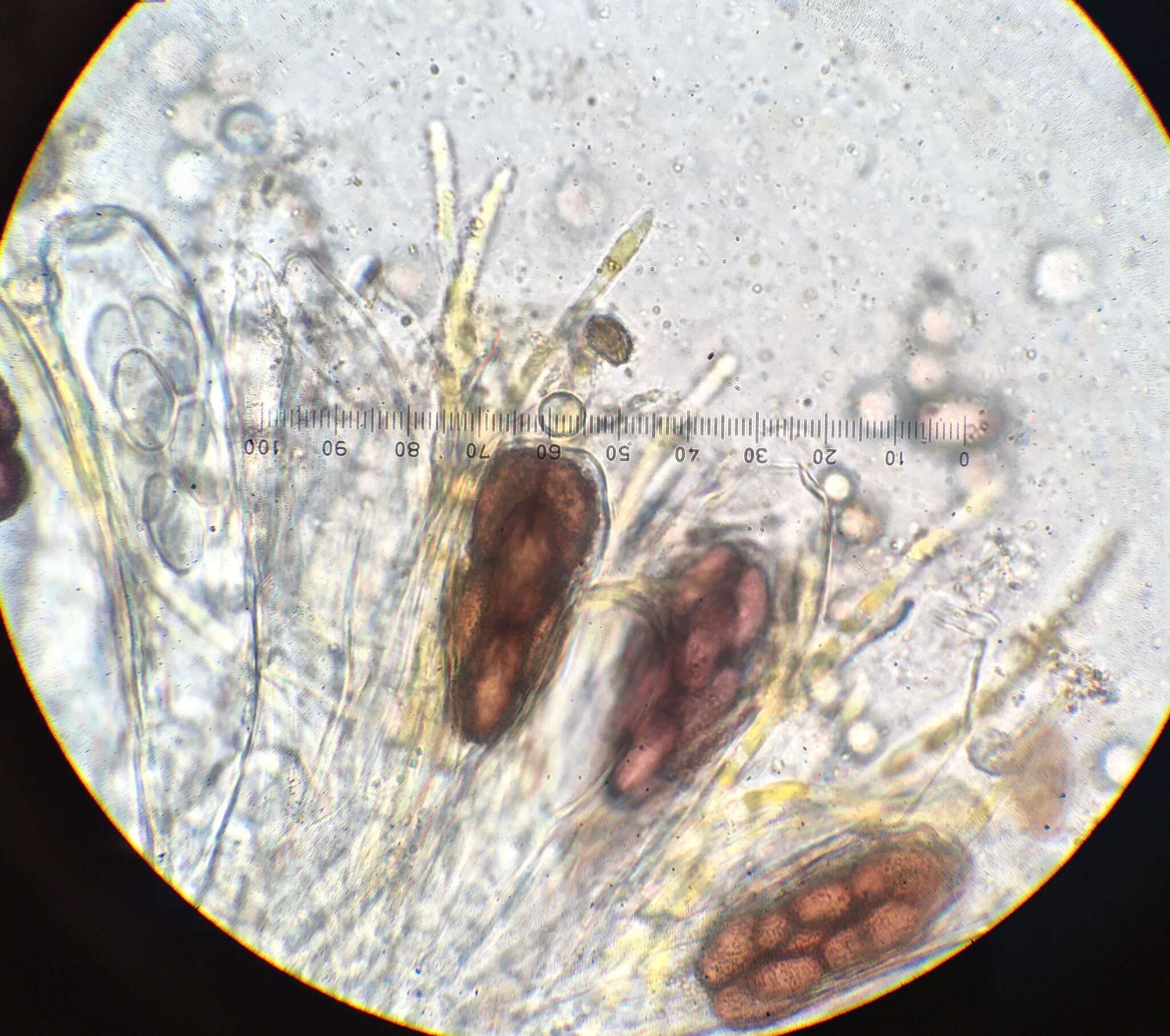 صورة Saccobolus citrinus Boud. & Torrend 1911