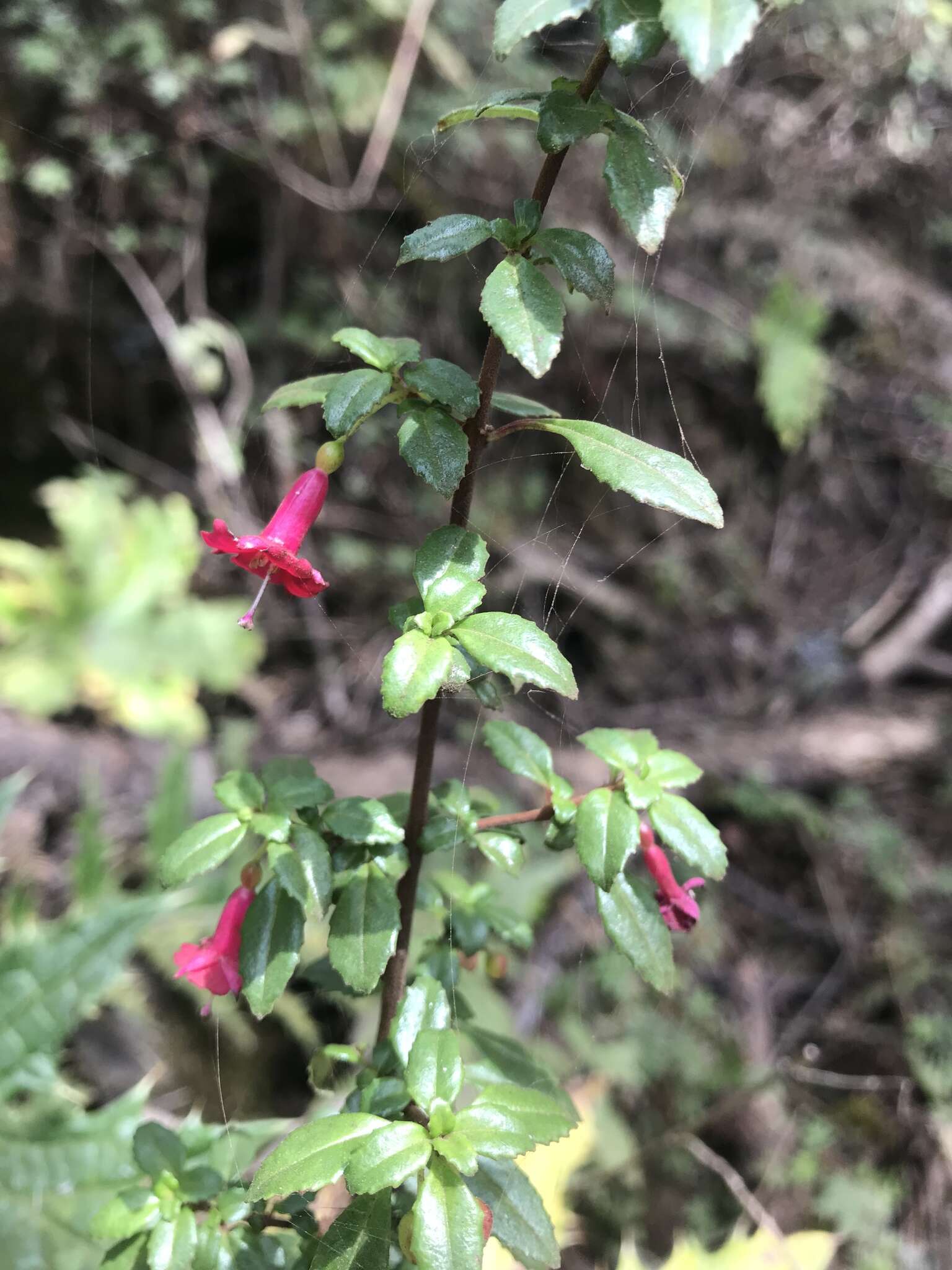 Image of Fuchsia microphylla Kunth