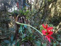 Image of Hippeastrum aulicum (Ker Gawl.) Herb.