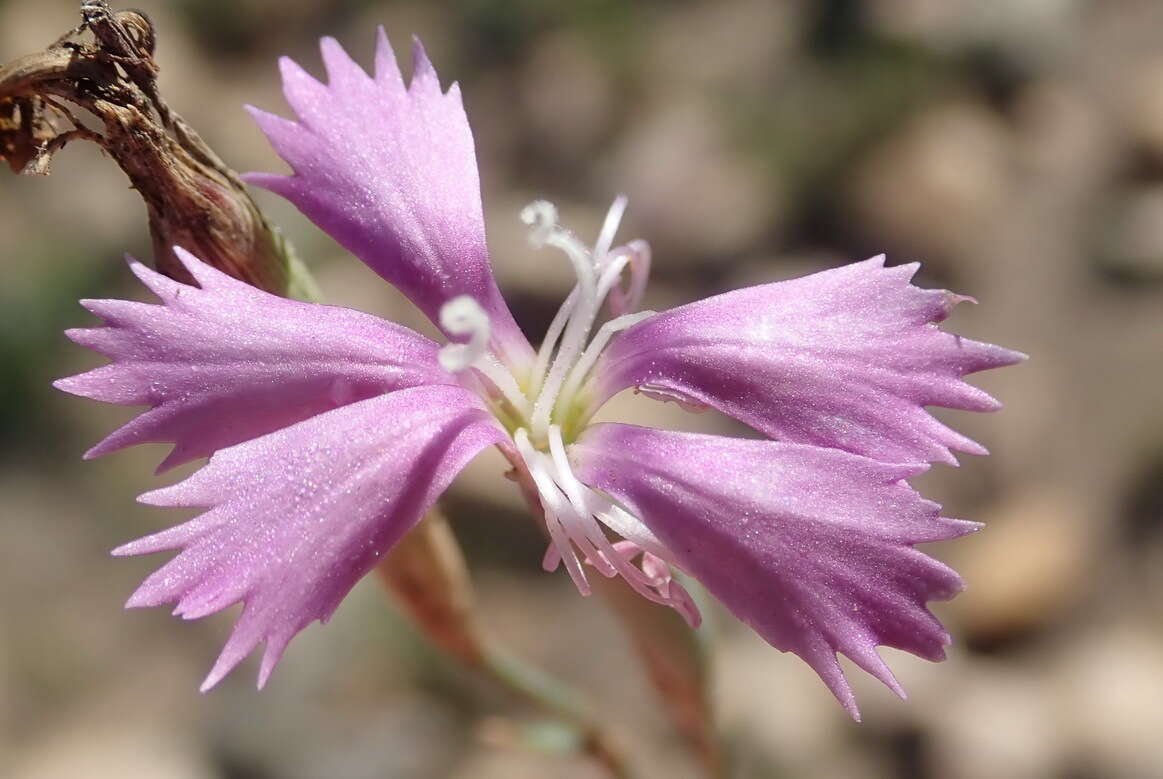 صورة Dianthus thunbergii Hooper