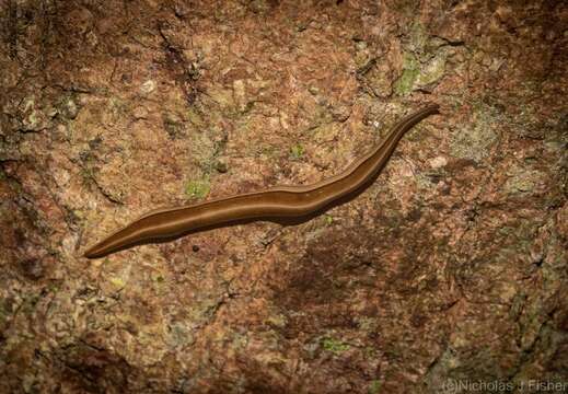 Image of Australopacifica scaphoidea (Steel 1900)