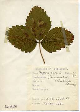 Ectoedemia arcuatella (Herrich-Schäffer 1855) Bradley et al. 1972 resmi