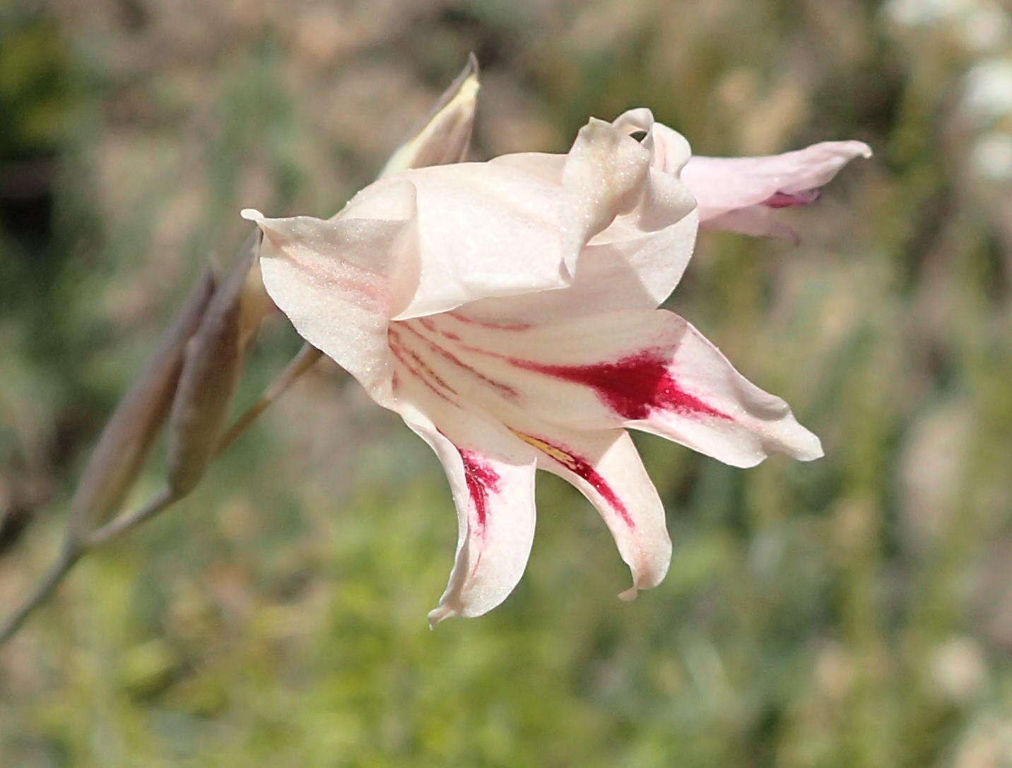 Plancia ëd Gladiolus nigromontanus Goldblatt