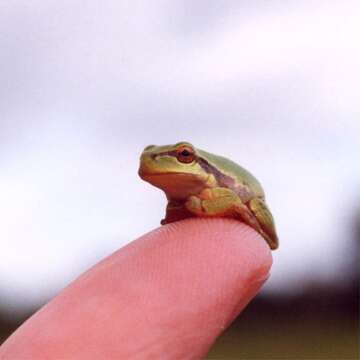 Image of Common tree frog