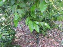 Imagem de Coccoloba diversifolia Jacq.