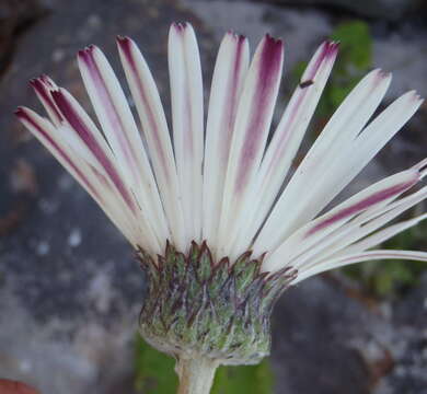 Image de Gerbera wrightii Harv.