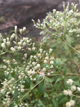 Image of lateflowering thoroughwort