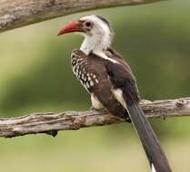 Image of Northern Red-billed Hornbill