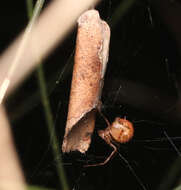 Image of Parasteatoda decorata (L. Koch 1867)