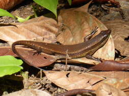 Imagem de Eutropis lewisi