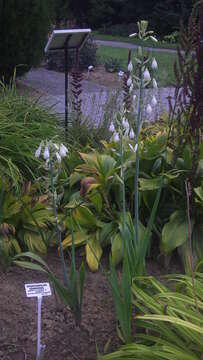 Image of Ornithogalum candicans (Baker) J. C. Manning & Goldblatt