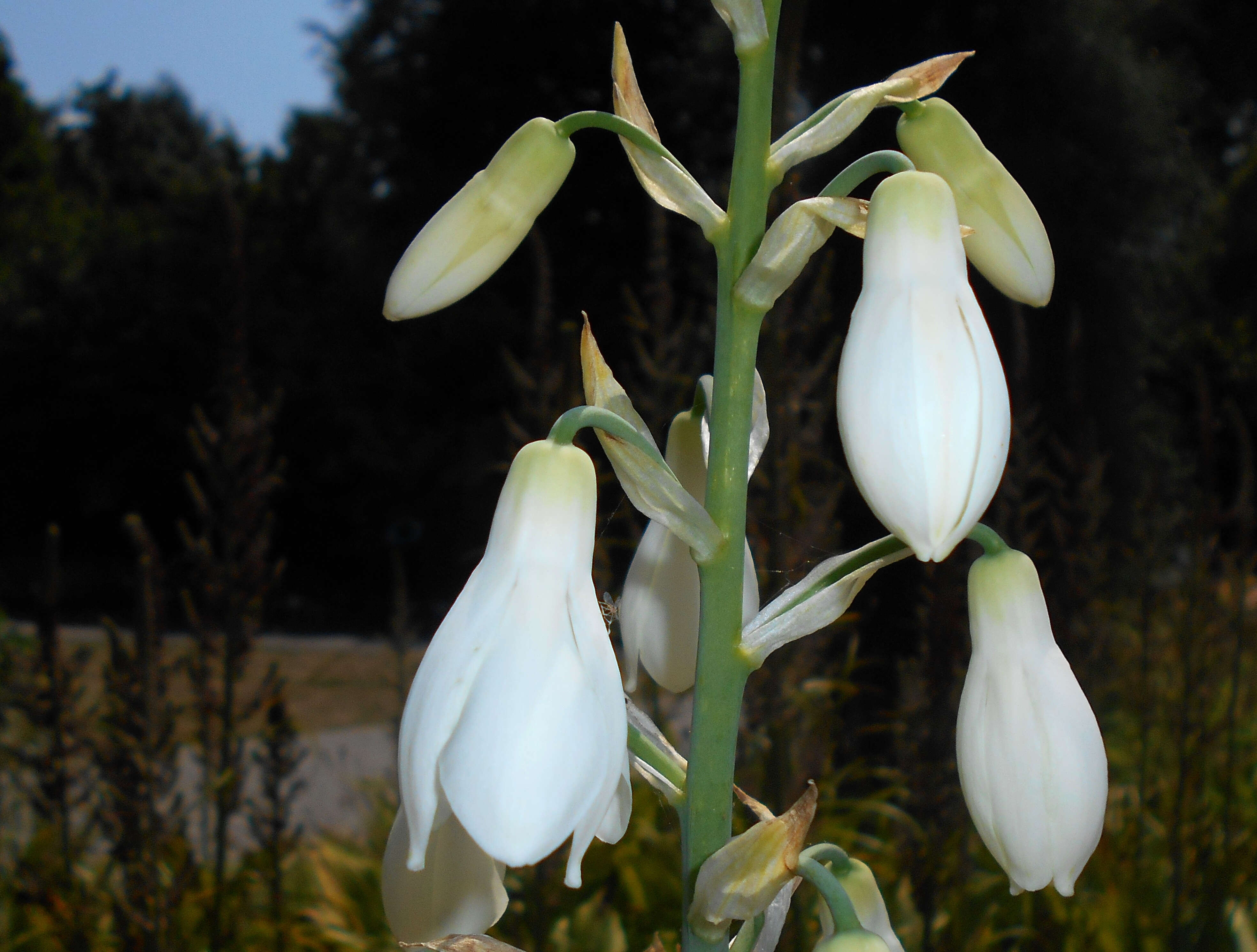 Image of Ornithogalum candicans (Baker) J. C. Manning & Goldblatt