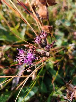 صورة Saussurea alpina (L.) DC.