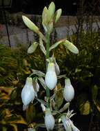 Image of Ornithogalum candicans (Baker) J. C. Manning & Goldblatt