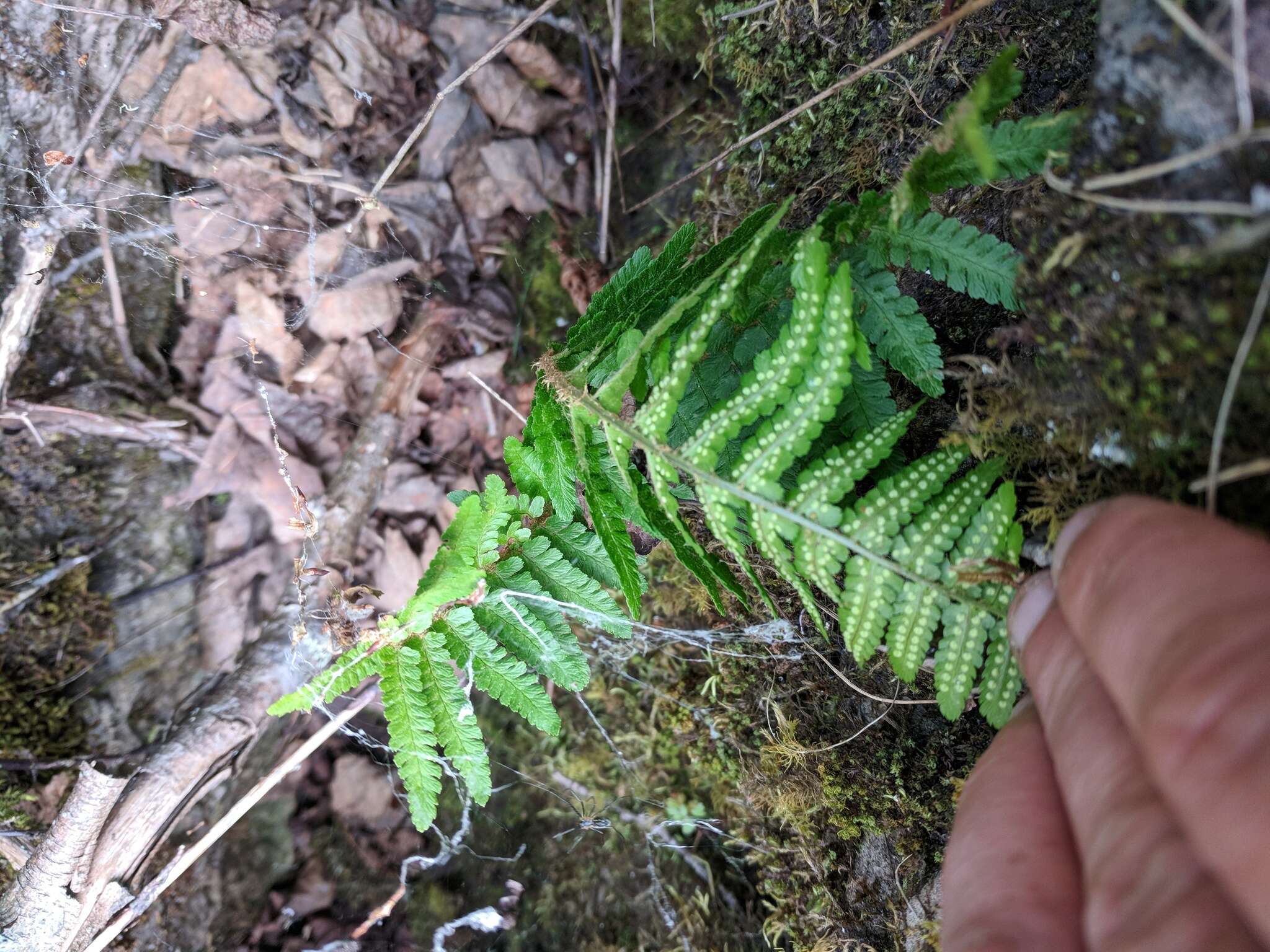 Sivun Dryopteris filix-mas subsp. brittonii Fraser-Jenk. & Widén kuva