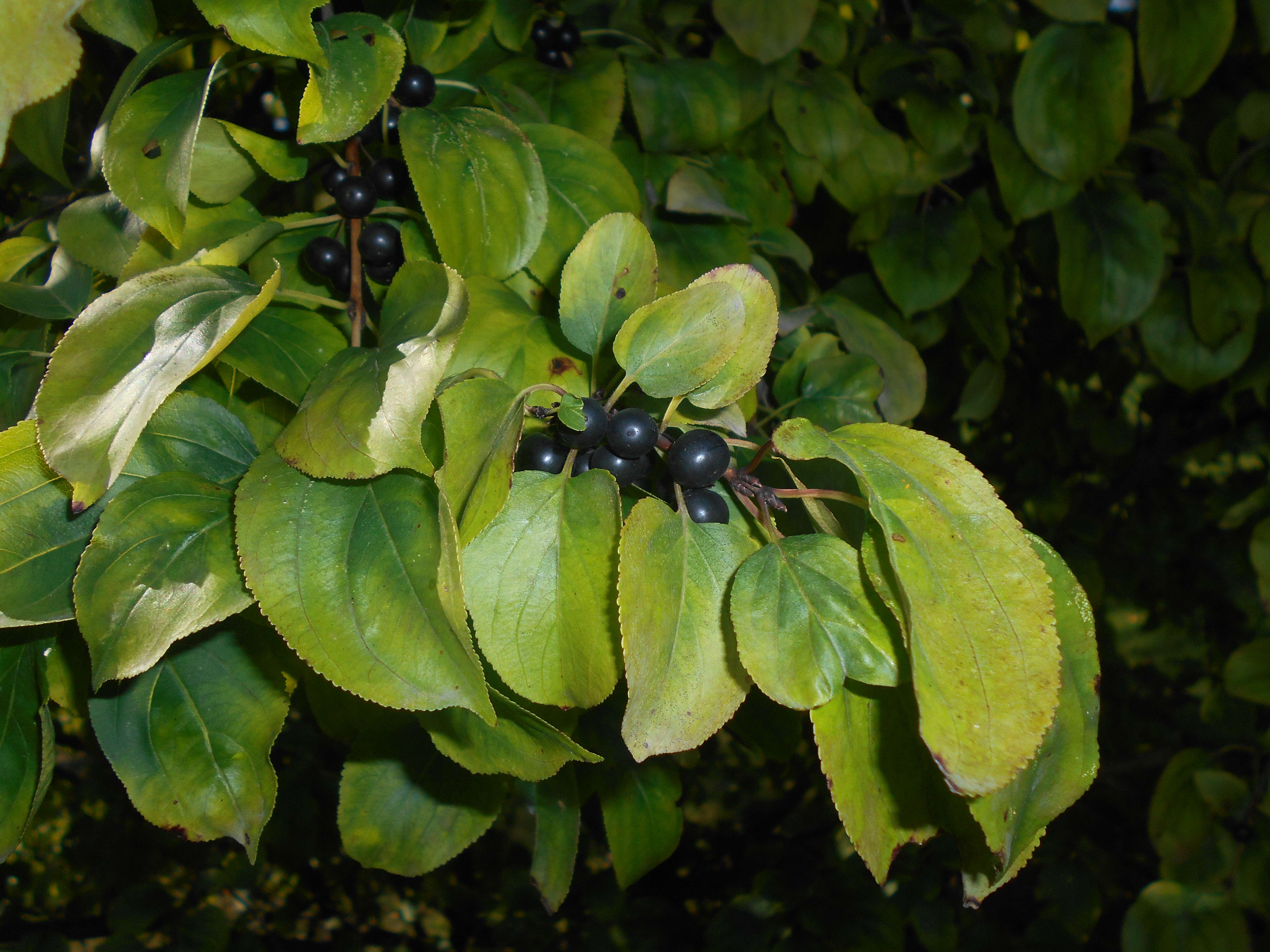 Image of Rhamnus davurica