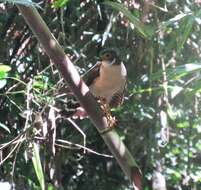 Image of Barred Forest Falcon