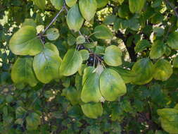 Image of Rhamnus davurica