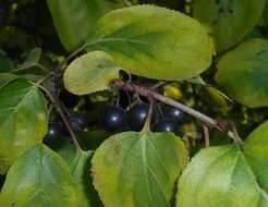 Image of Rhamnus davurica