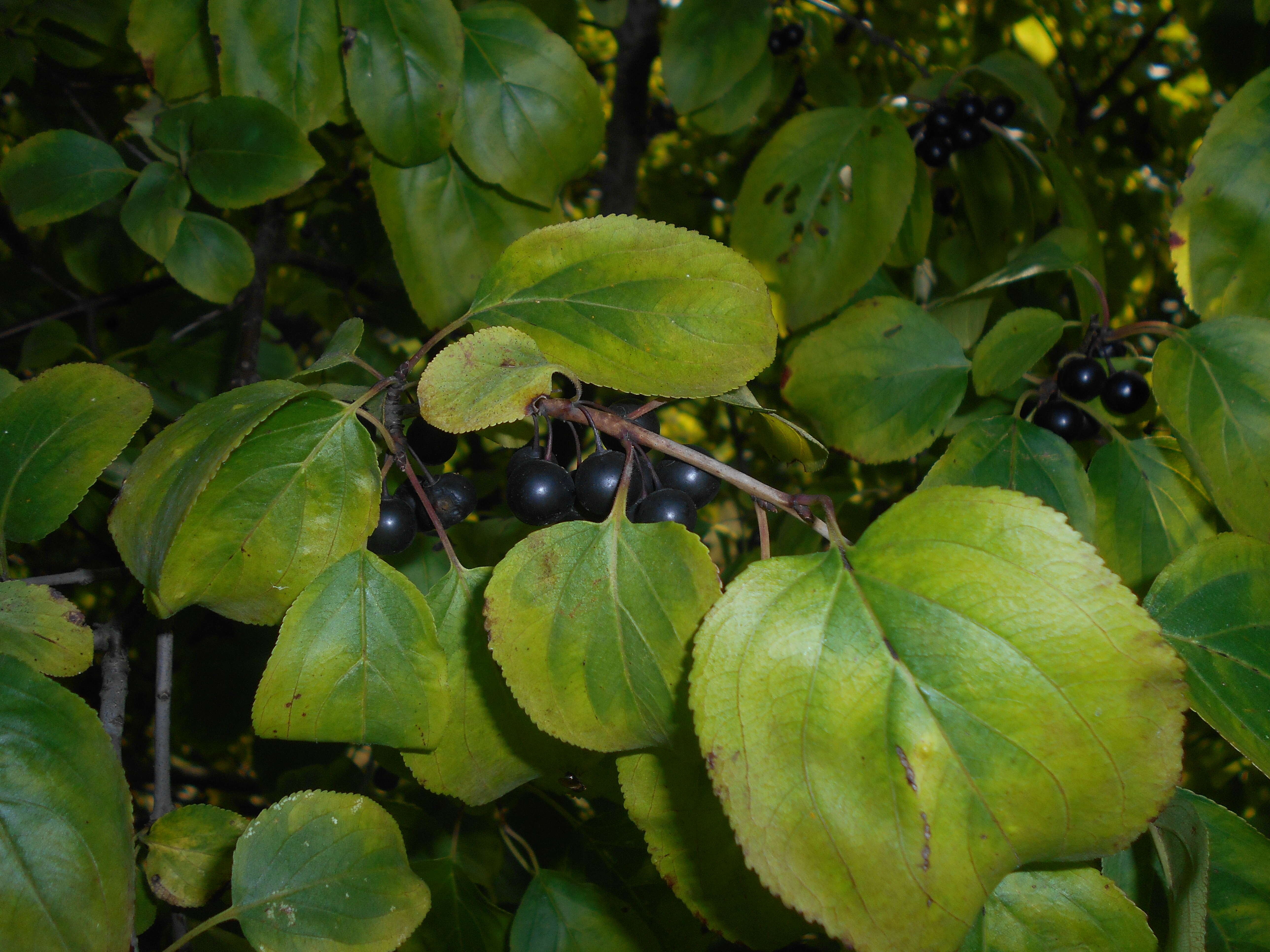 Image of Rhamnus davurica