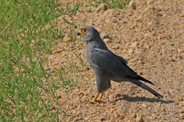 صورة Falco ardosiaceus Vieillot 1823