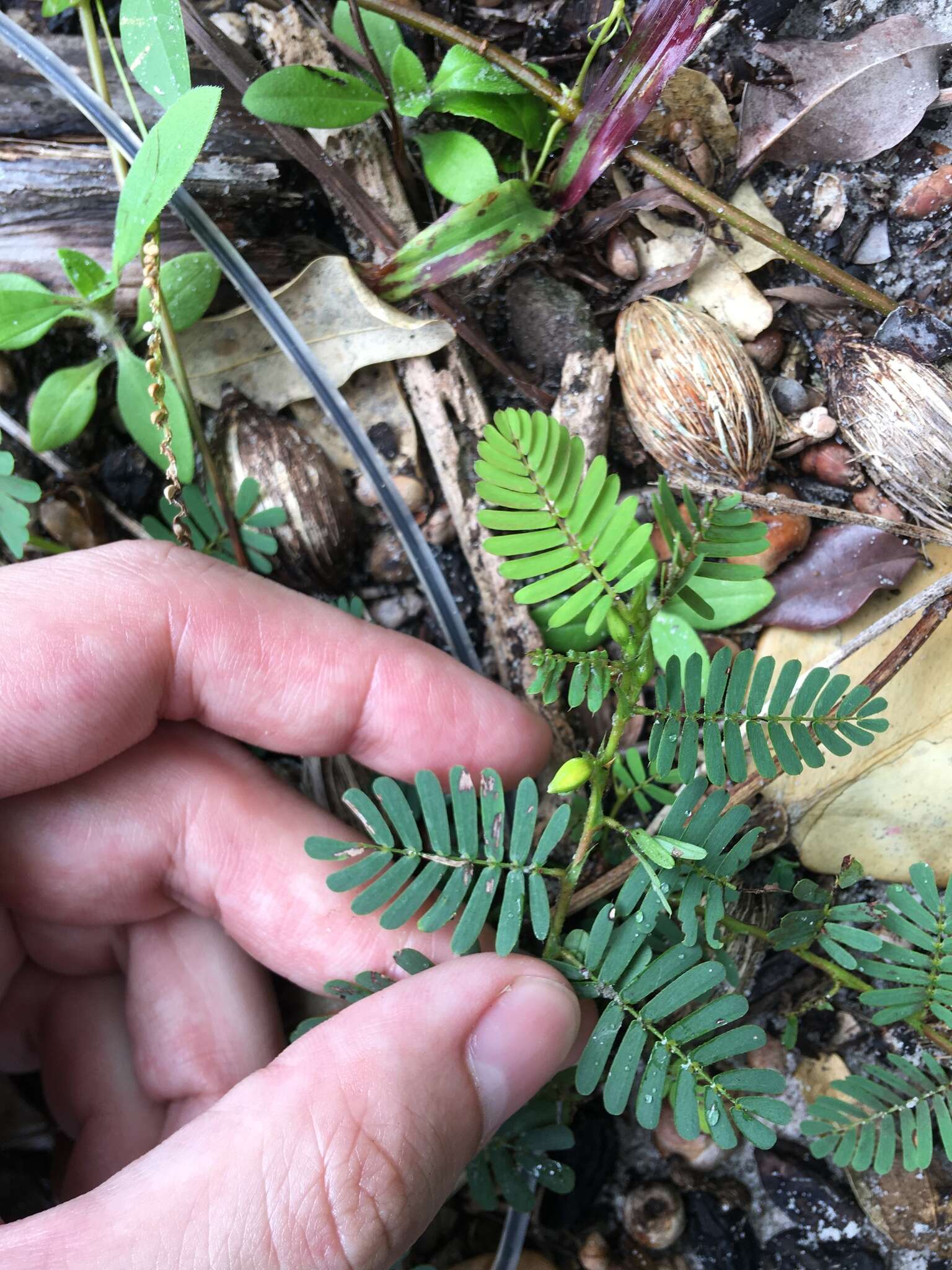 Image of sensitive partridge pea