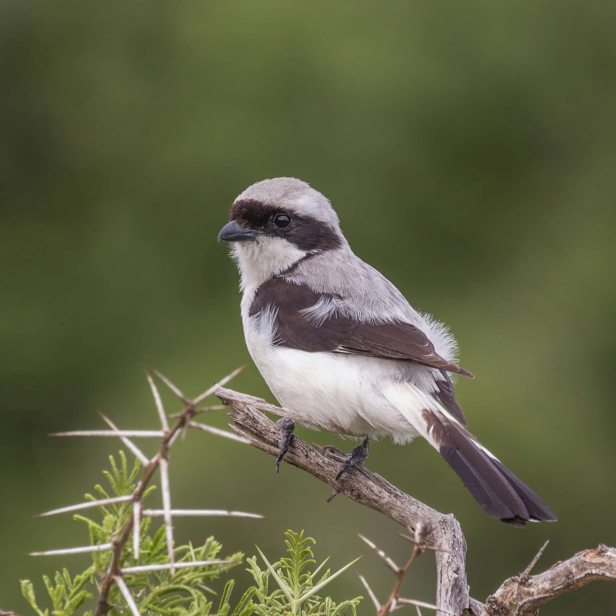 Image of Grey-backed Fiscal