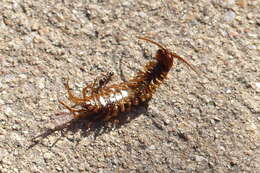 Image of Common centipede