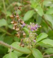 Image of holy basil