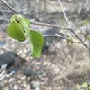 Sivun Euphorbia petiolaris Sims kuva