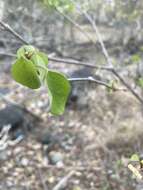 Image of manchineel berry