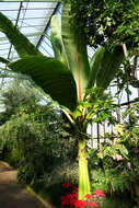 Imagem de Ensete ventricosum (Welw.) Cheesman