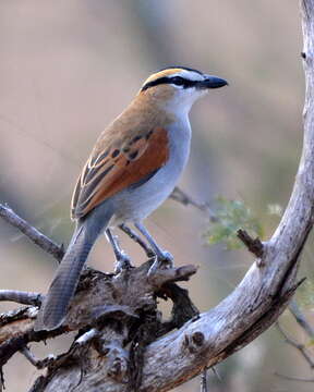 Sivun Tchagra senegalus orientalis (Cabanis 1869) kuva