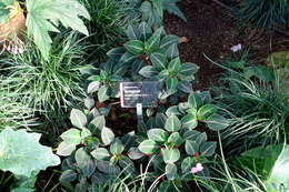 Image of Impatiens morsei Hook. fil.