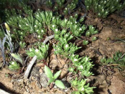 Image of Hyalosperma demissum (A. Gray) P. G. Wilson